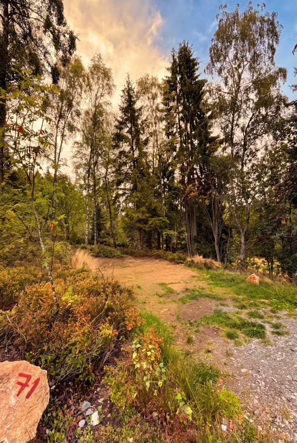 Naturnaher Stellplatz zwischen Wald und Heidelbeersträuchern in den Blueberry Hills im Anderswo Camp Finsterau