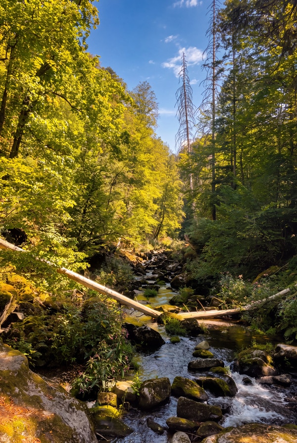 Buchberger Leite bei Ringelai im Bayerischen Wald