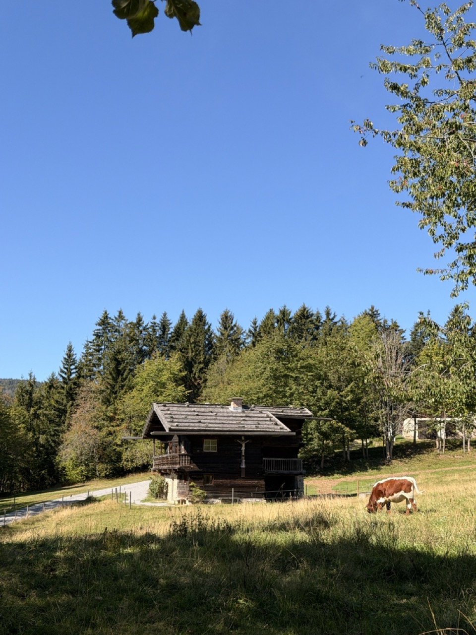 Historisches Bauernhaus mit Kuh auf der Weide im Freilichtmuseum Finsterau