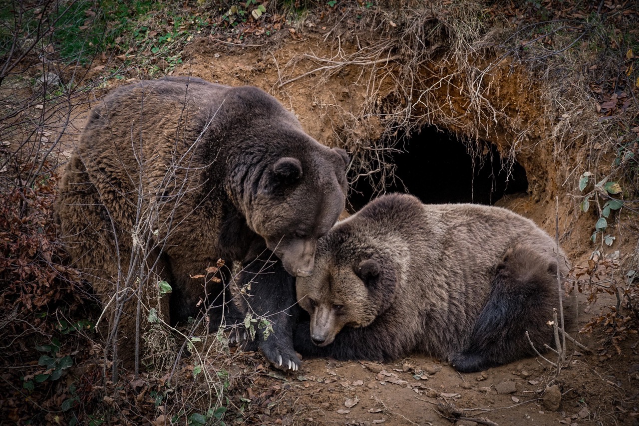 Braunbär fotografiert von Tanja Wölfl