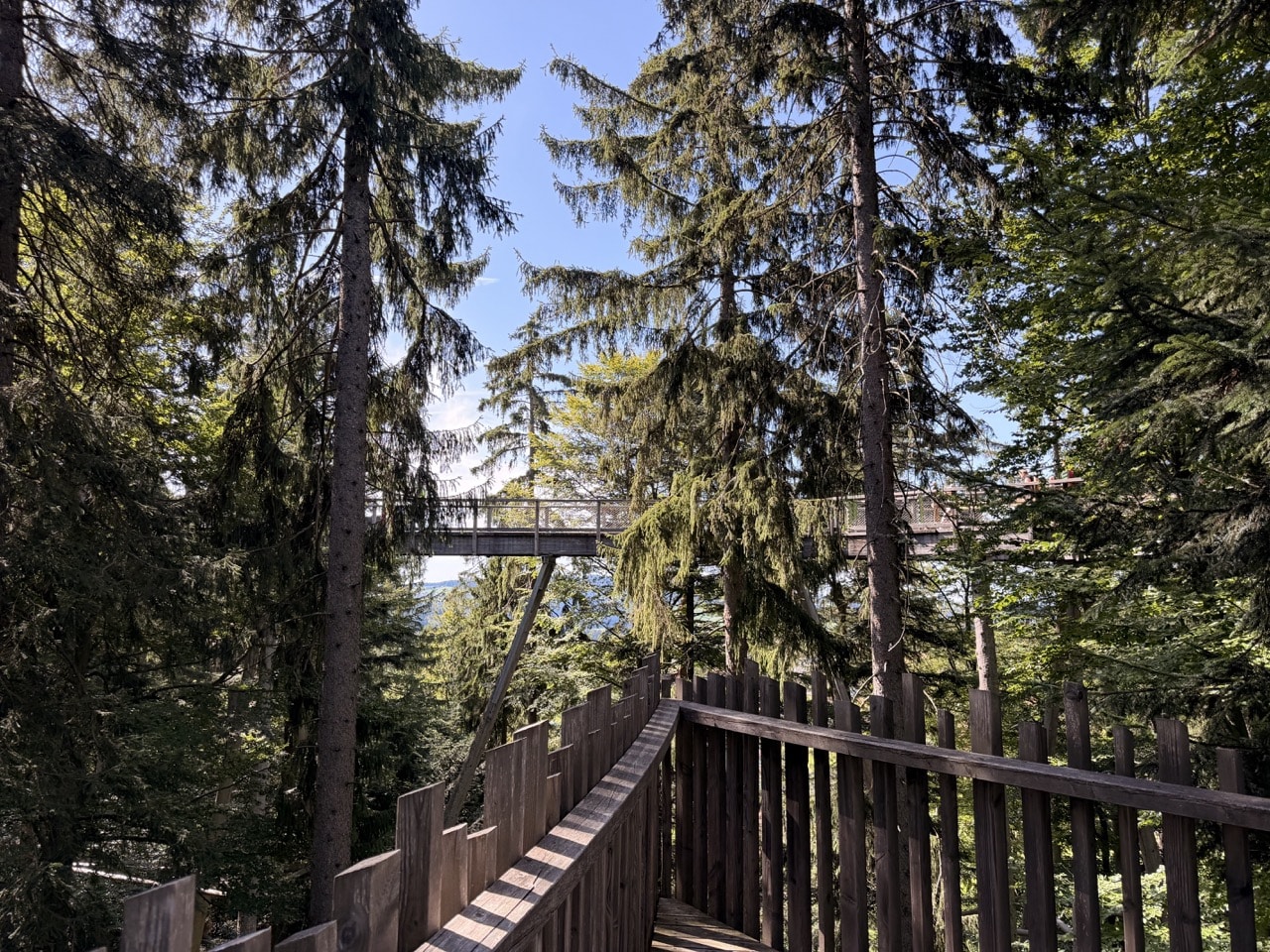 Blick aus den Baumkronen am Baumwipfelpfad im Nationalpark Bayerischer Wald
