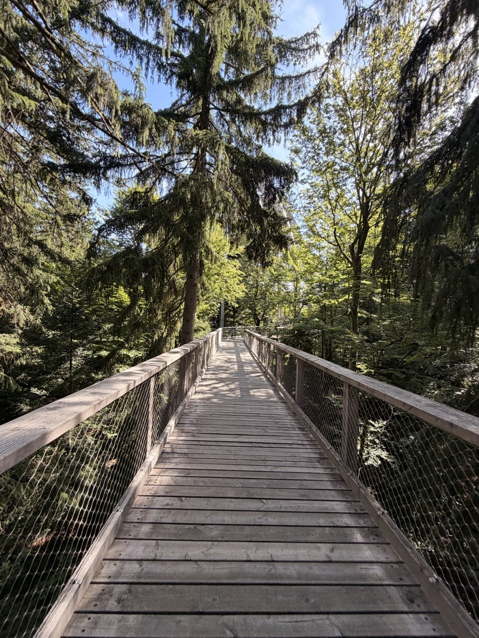 Weg auf dem Baumwipfelpfad Bayerischer Wald in Neuschönau