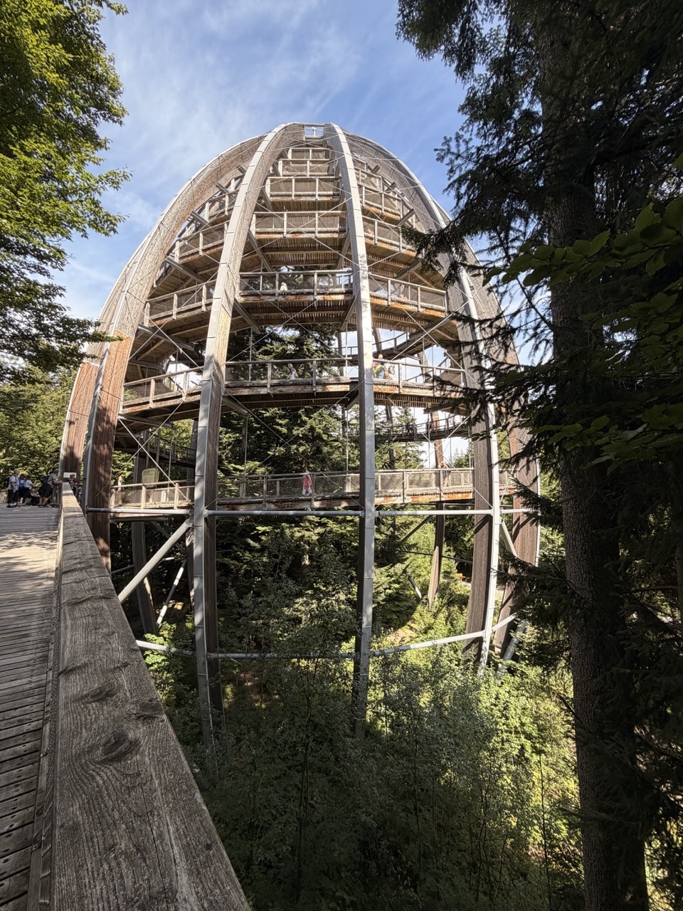 Das 44 Meter hohe Baumei am Baumwipfelpfad Bayerischer Wald