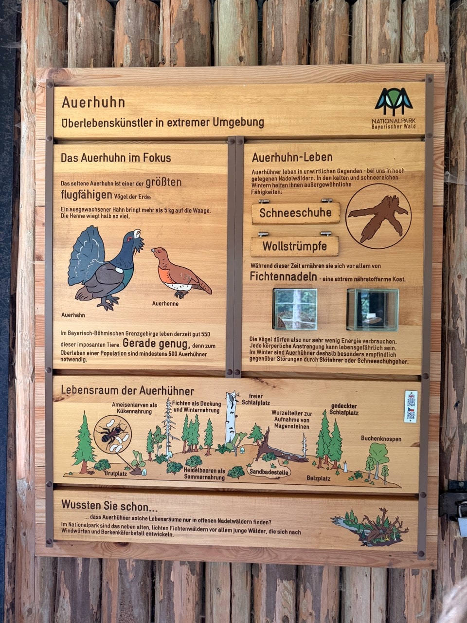Auerhuhn im Tier-Freigelände Neuschönau