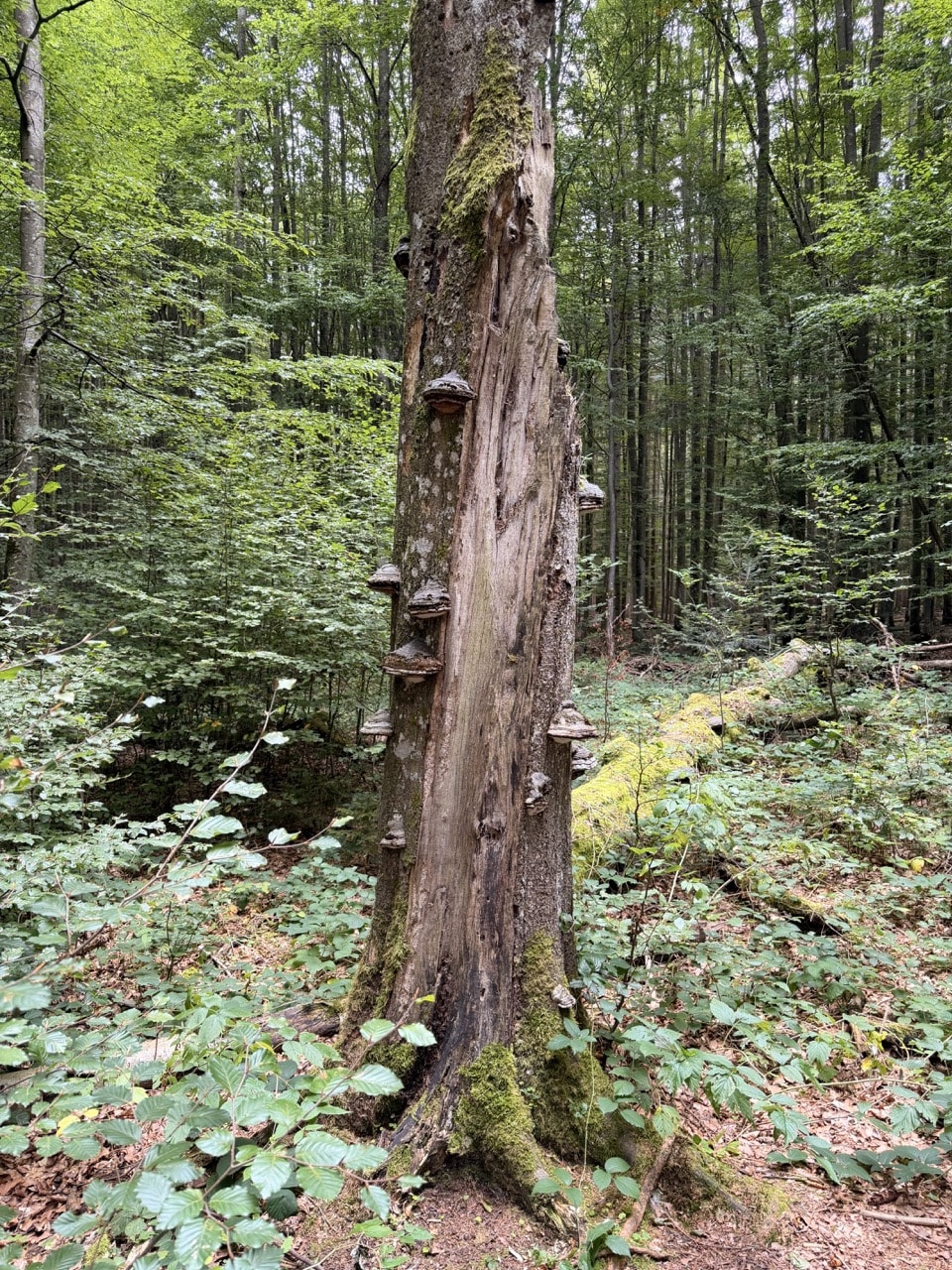 Alter Baum mit Spechtspuren und Baumpilzen im Nationalpark Bayerischer Wald