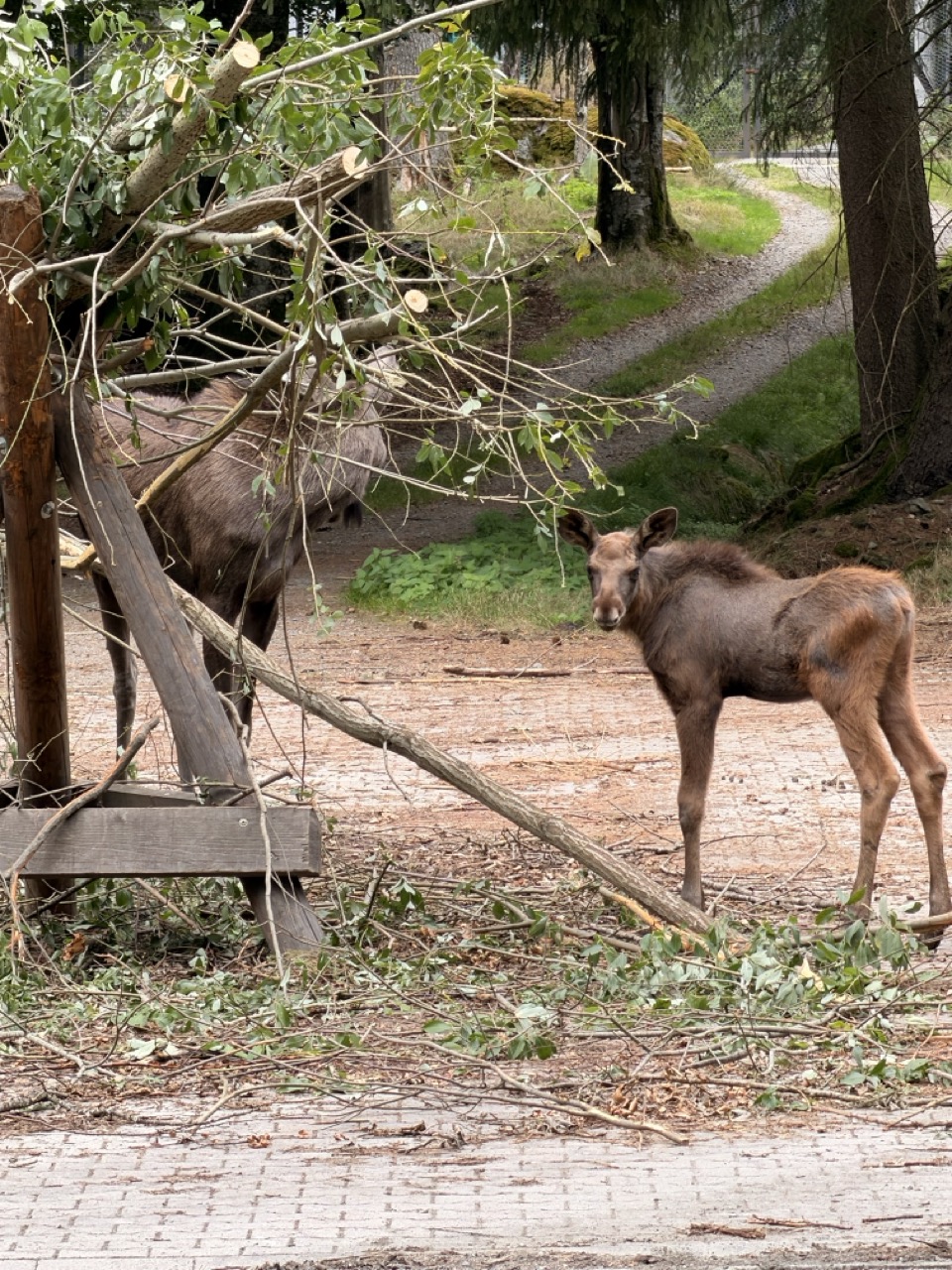 Elchkalb im Tier-Freigelände im Nationalpark Bayerischer Wald