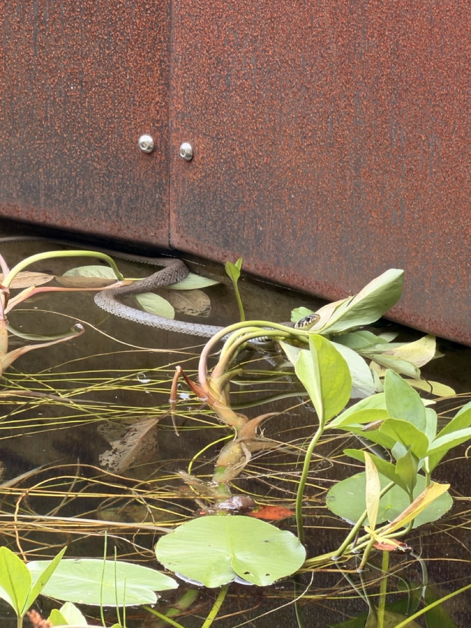 Reptilienanlage im Tier-Freigelände Neuschönau