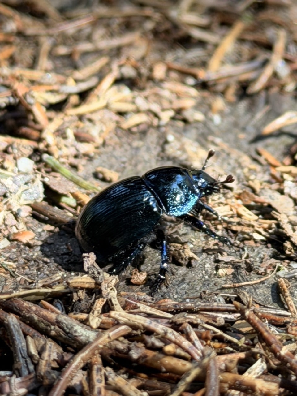 Wahrscheinlicher Waldmistkäfer auf dem Eisvogelweg bei Mauth