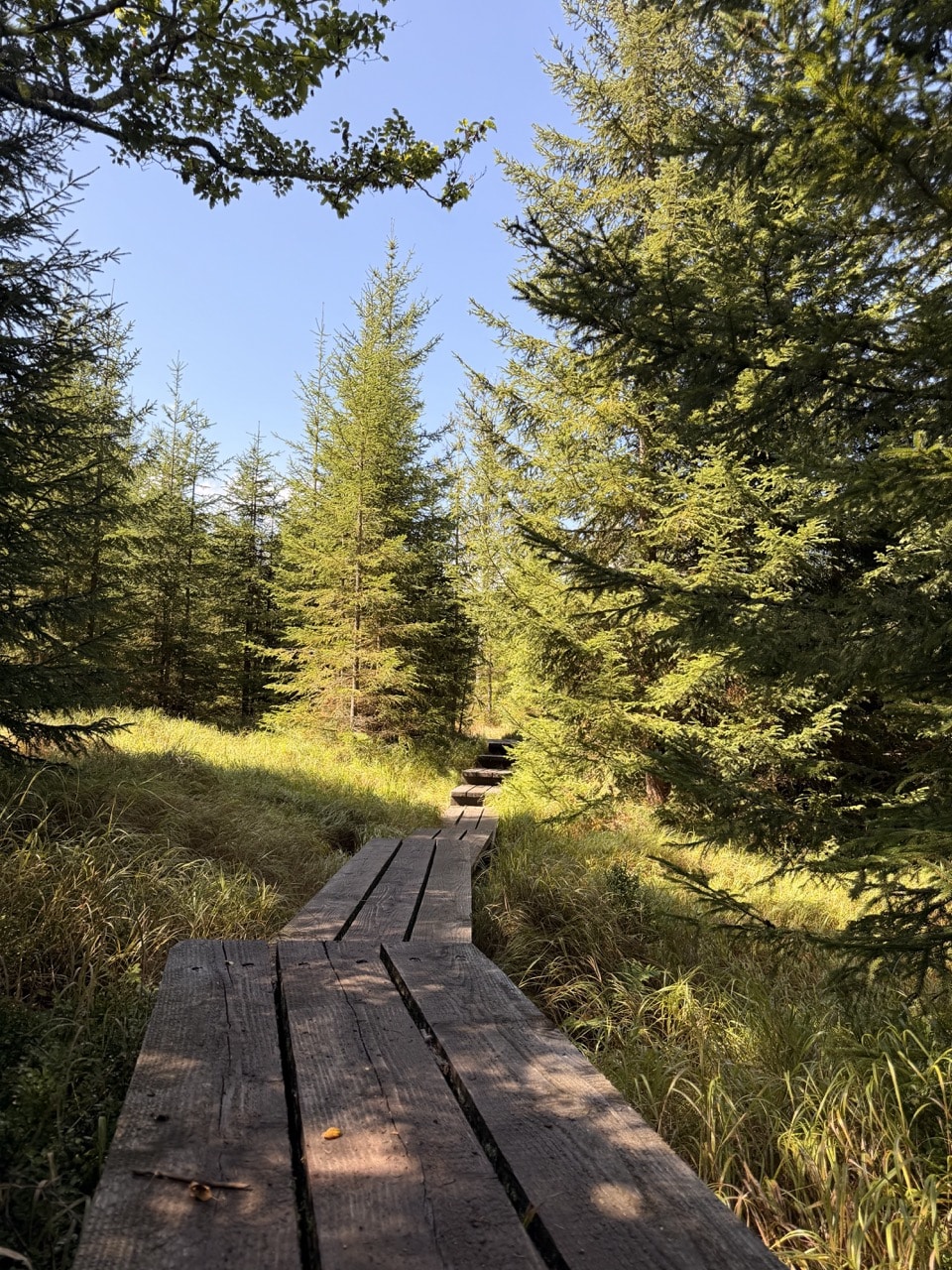 Schmaler Holzsteg als Teil des Eisvogel-Wanderwegs bei Mauth
