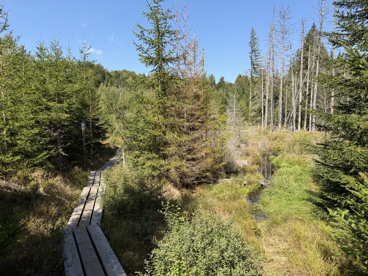 Vom Biber geprägte Feuchtlandschaft am Eisvogelweg im Nationalpark Bayerischer Wald