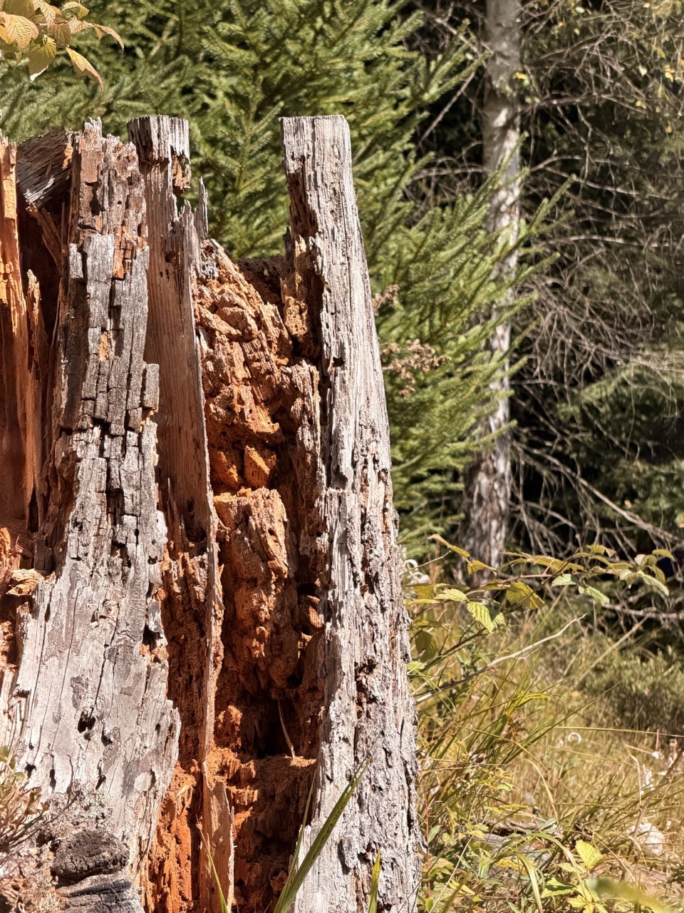 Altes Totholz am Eisvogelweg im Nationalpark Bayerischer Wald