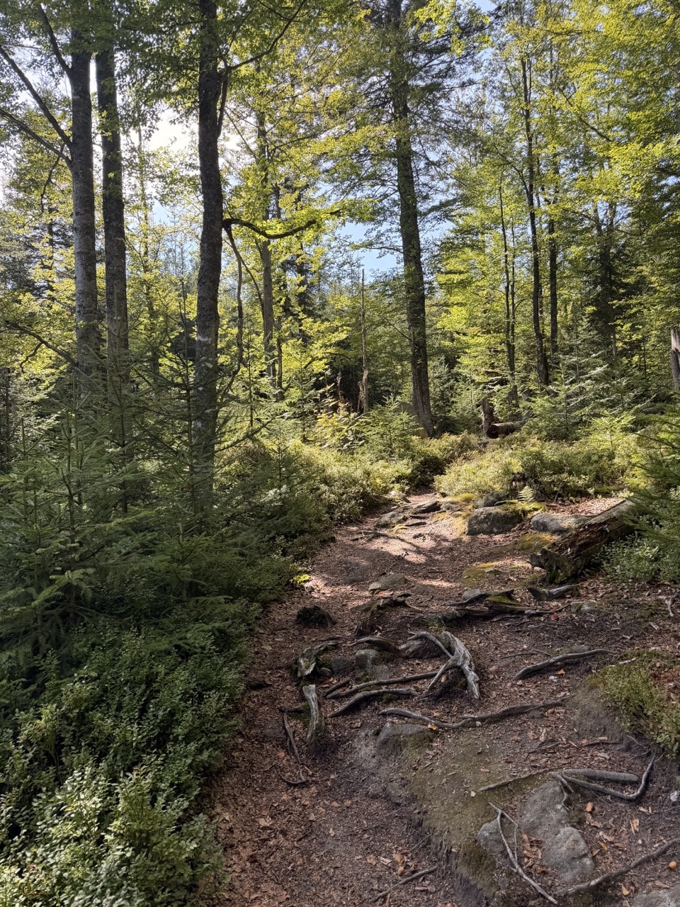 Verwittertes Holz im wilden Wald bei Mauth