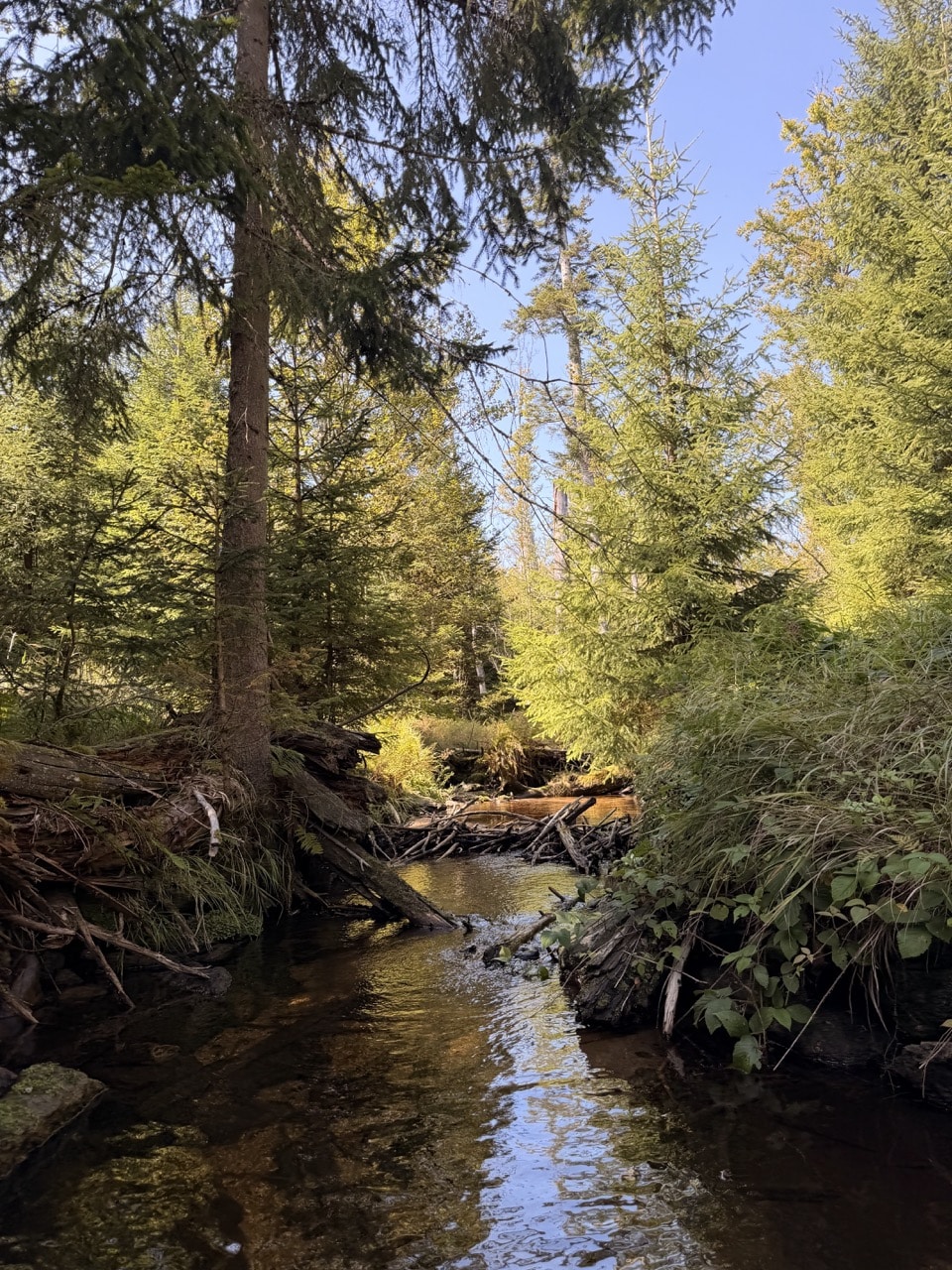 Naturbelassener Waldweg im Nationalpark Bayerischer Wald