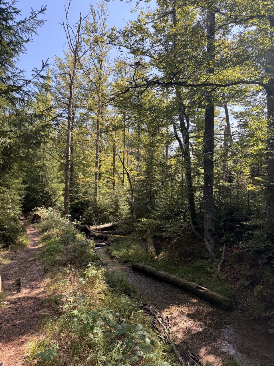 Naturbelassener Wald mit liegendem Holz am Eisvogelweg