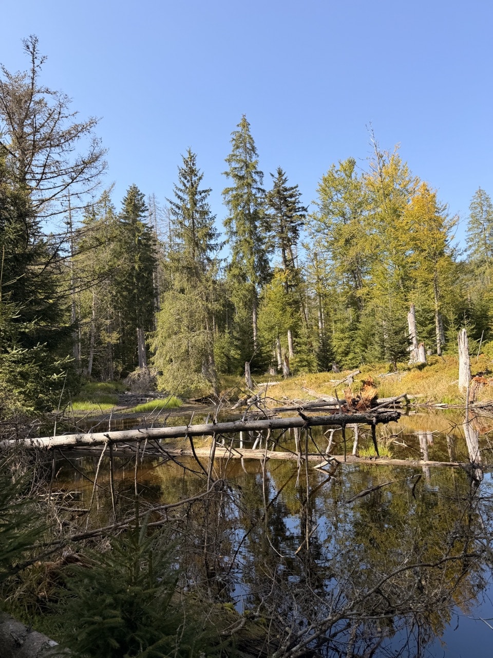 Schutzhütte an der Steinbachklause auf dem Eisvogelweg