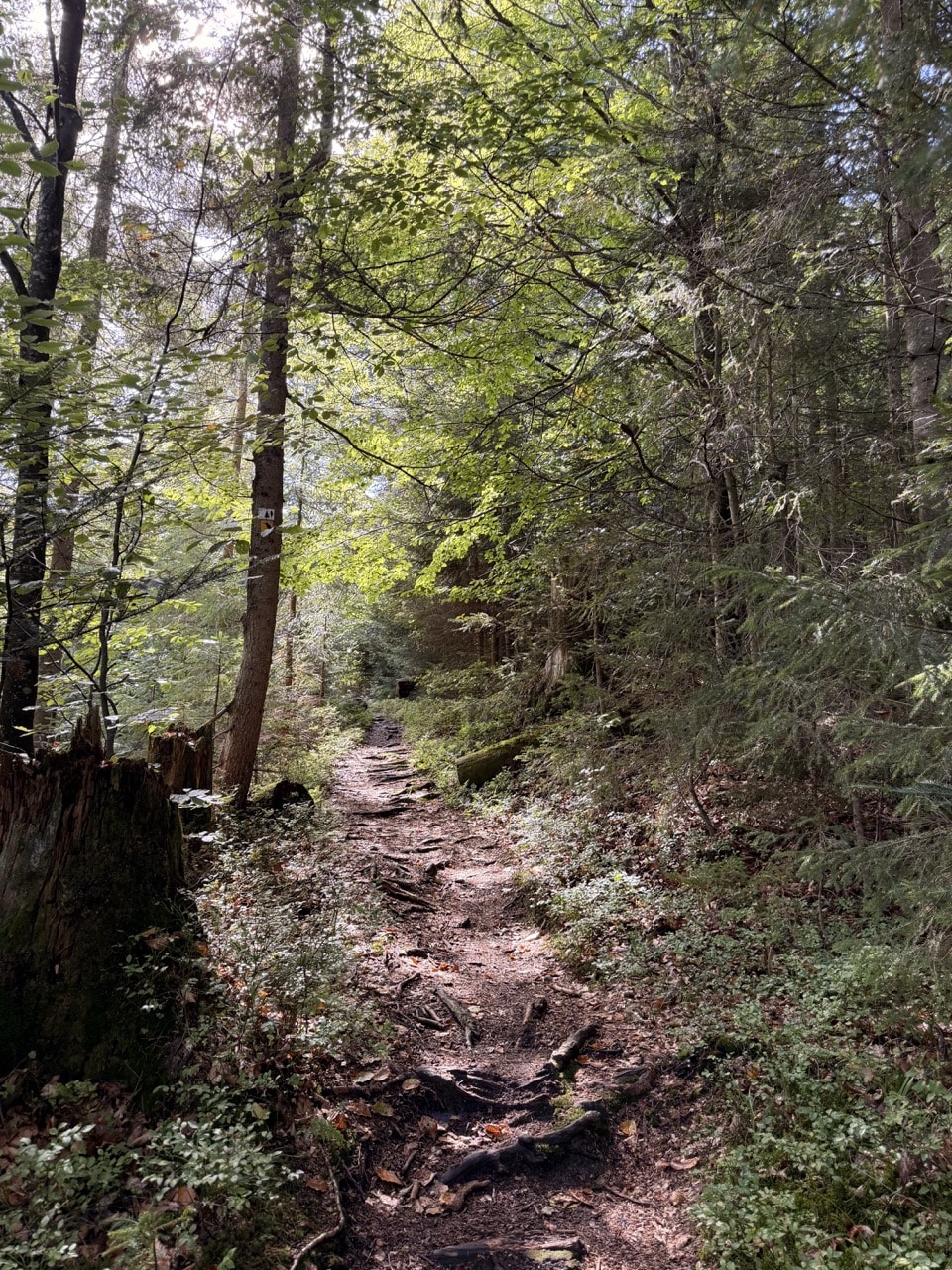 Urwaldartiger Wald am Eisvogelweg oberhalb der Steinbachklause