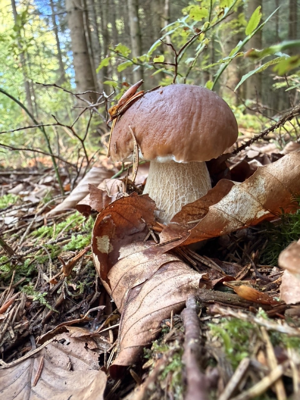 Steinpilz am Eisvogelweg im Bayerischen Wald