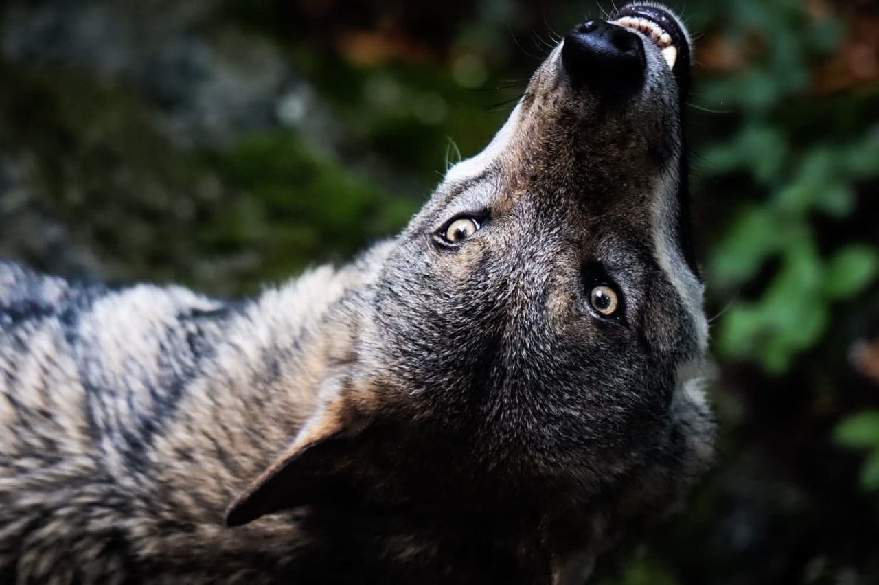 Wolf fotografiert von Tanja Wölfl