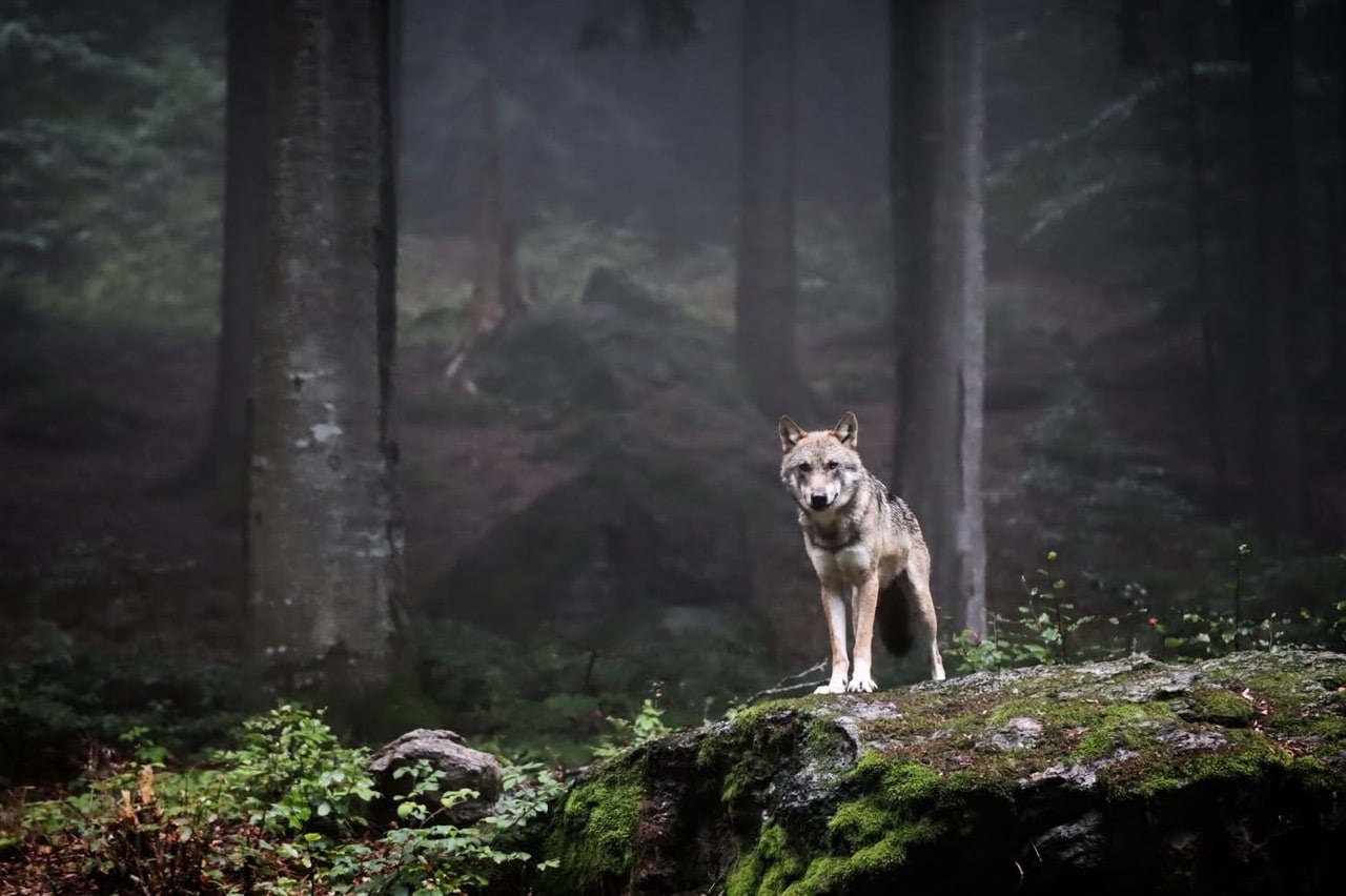 Wolf im Wald fotografiert von Tanja Wölfl