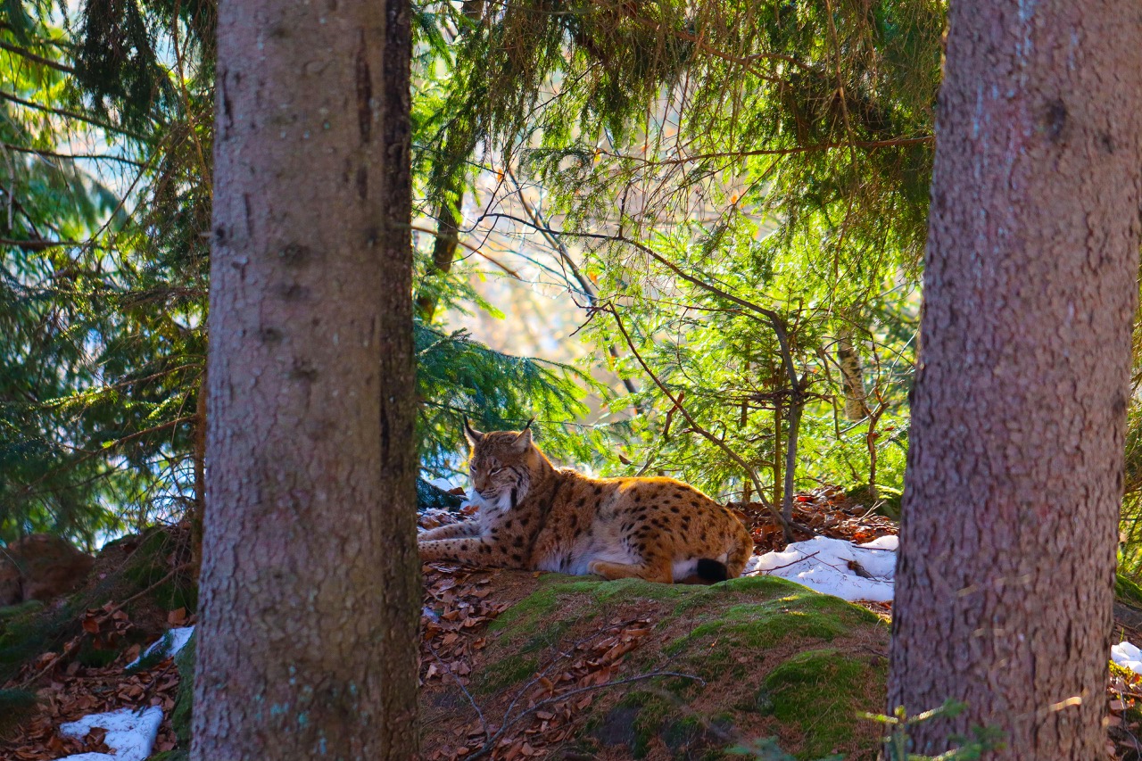 Luchs fotografiert von Tanja Wölfl